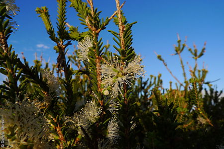 Melaleuca brevifolia f DEM8075 Nullarbor NP